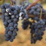 Atelier Terroir « Lâche la grappe, goût de Terre » 7H Miège